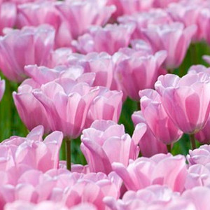 Tulip 'Mistress', Triumph Tulip 'Mistress', Triumph Tulips, Spring Bulbs, Spring Flowers, Tulipa 'Mistress', Pink Tulips, Tulipes Triomphe, Mid spring tulips